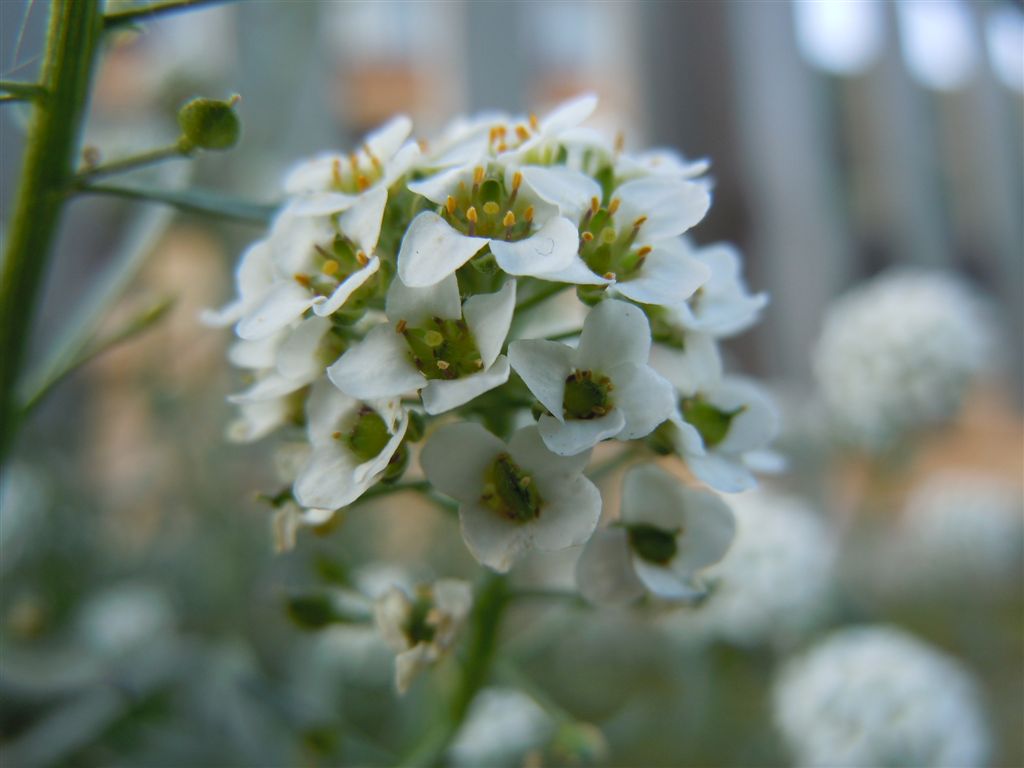 Palla di fiori - Lobularia maritima